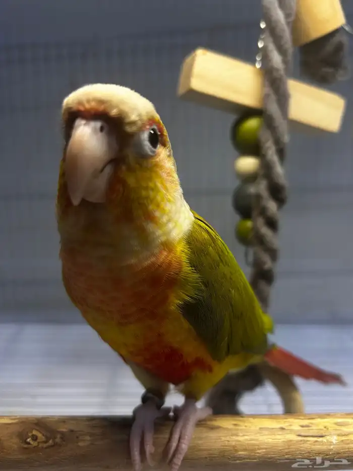 فرخ كنيور اناناس رد فاكتور هدد داخلي ((تم البيع )) 10