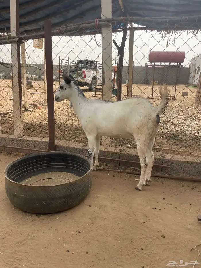 غنم بيشيات 1