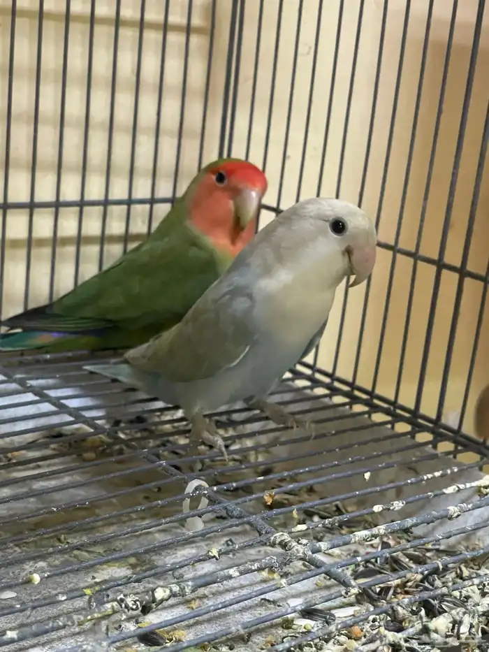 مجموعه طيور زينه 3