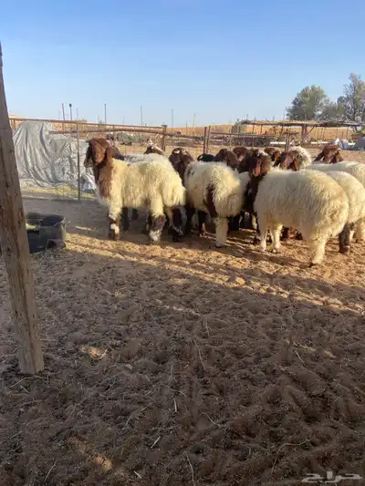 بهم نعيم طيب ( تم البيع ) 3