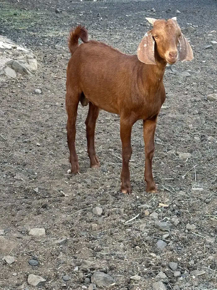 تيس مشروع 0
