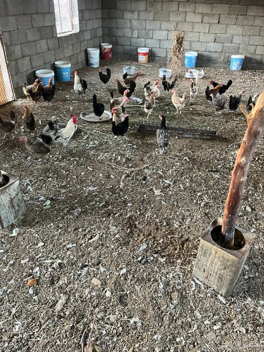 دجاج بلدي بياض 1
