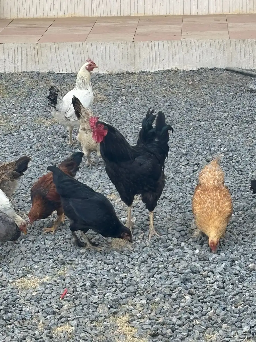 دجاج 0