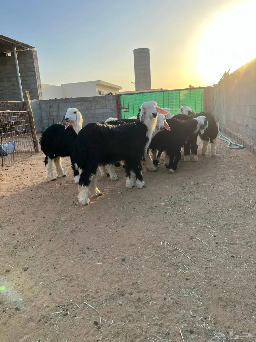طليان نجد 4
