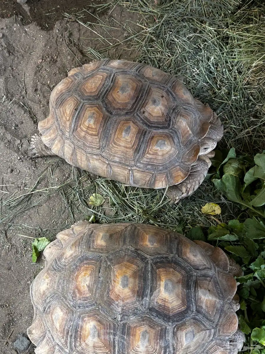 سلاحف سولكاتا عملاقة 0