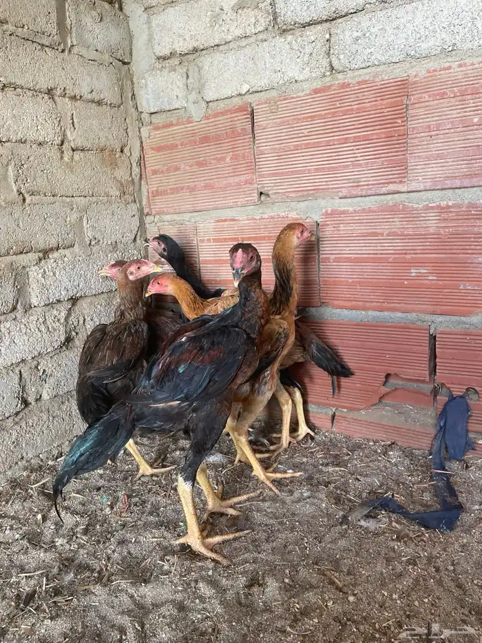 دجاج  سندي بيور فاخر 8