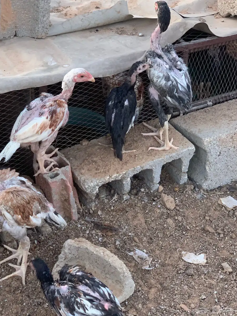 للبيع ديكه باكستاني ألماني البيع جميع 3