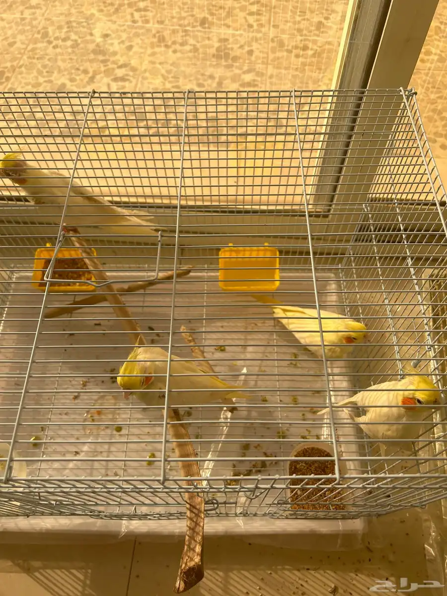 طير كروان 4 0