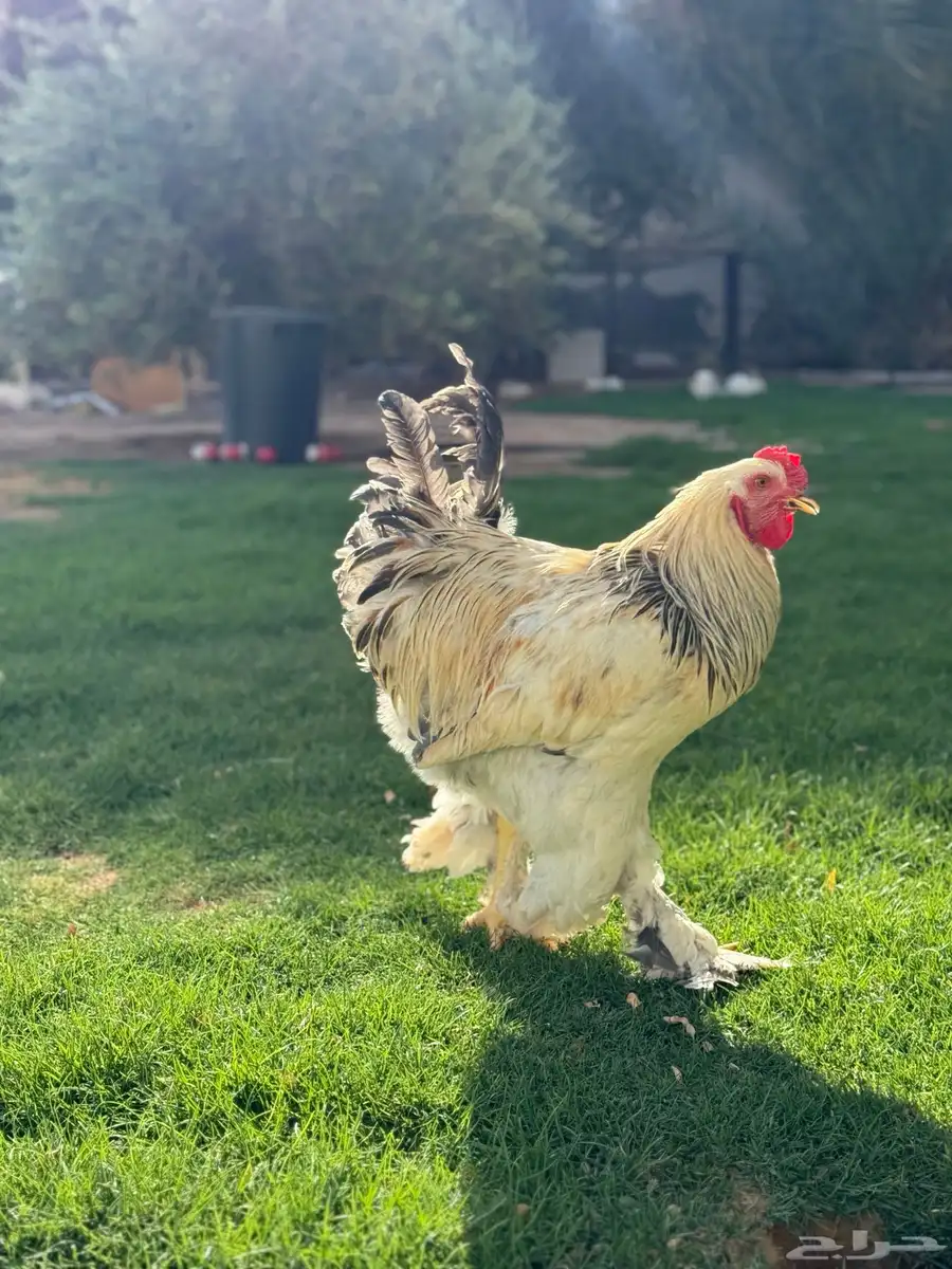 ديك براهما كولمبي 0