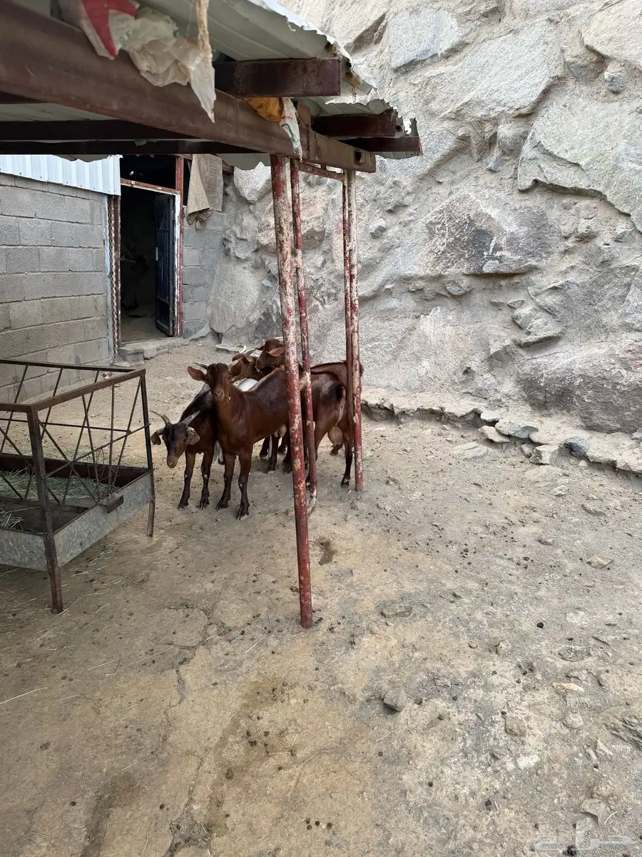 تيوس 2