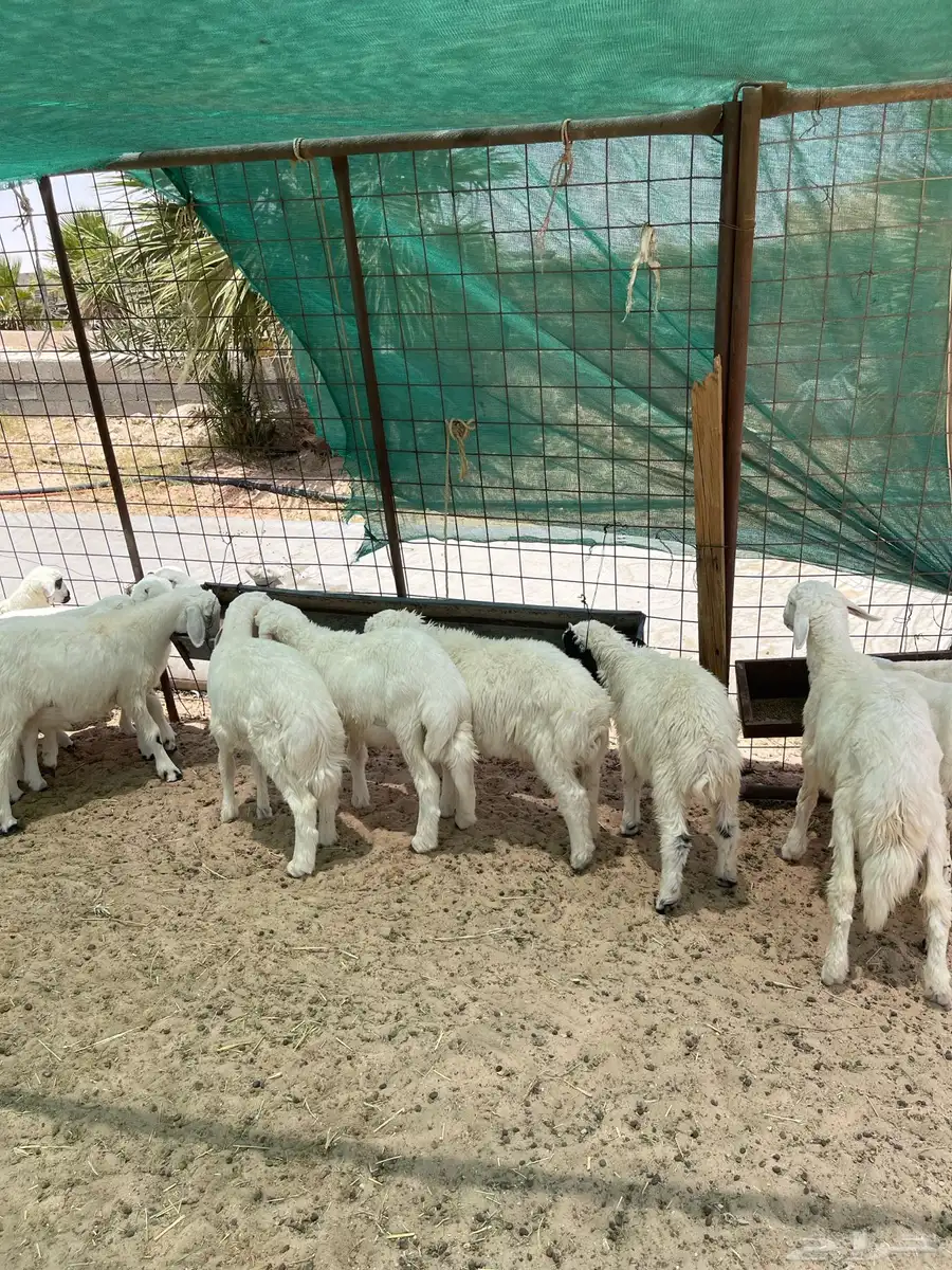 ذبايح طليان هرفي وفحل حري جذع مشروط 0