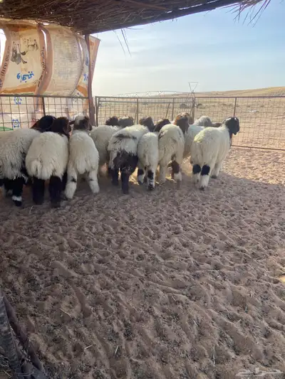 بهم نعيم طيب ( تم البيع ) 8