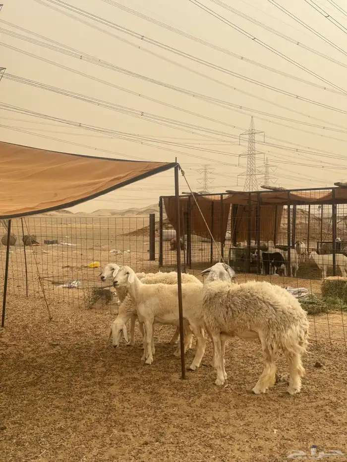 رخال حرش فواخر جرم وشعره 4 تم البيع 3