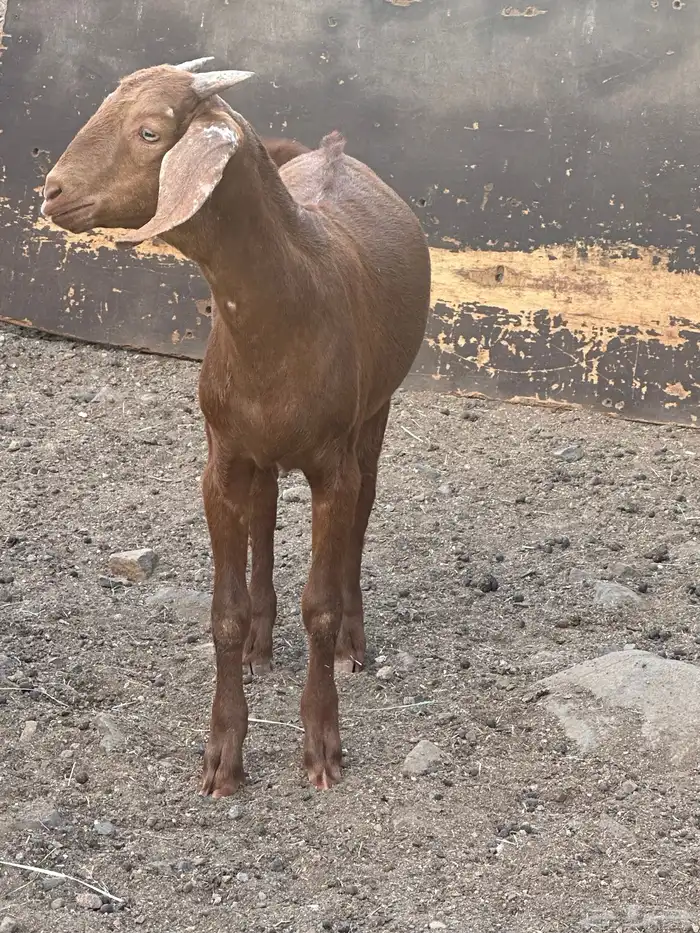 تيس مشروع 3