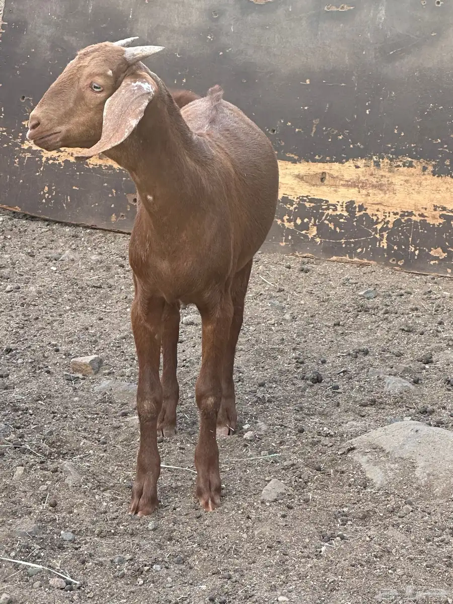 تيس مشروع 3