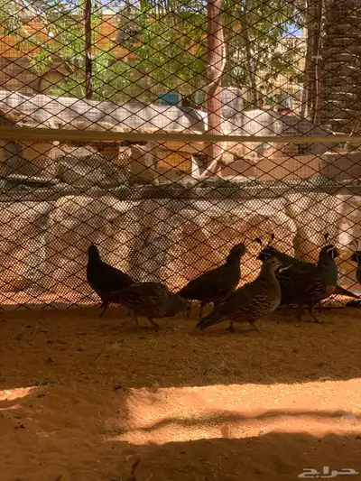 سمان كاليفورنيا منتجه 5