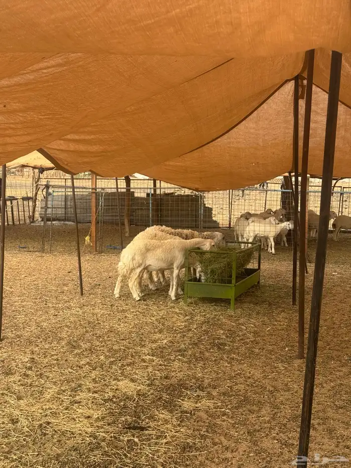 رخال حرش فواخر جرم وشعره 4 تم البيع 4