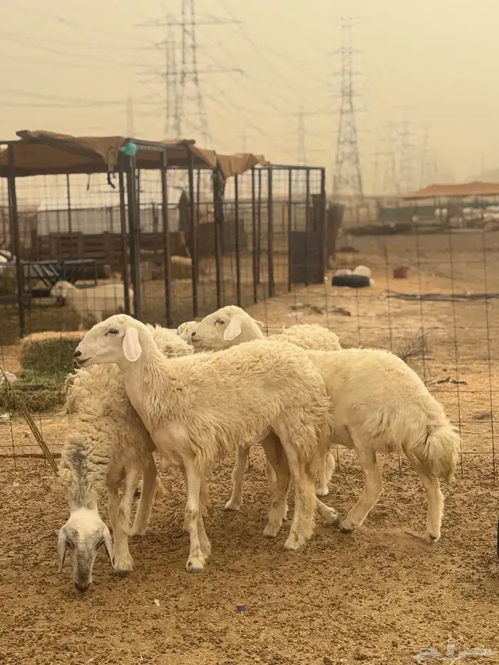 رخال حرش فواخر جرم وشعره 4 تم البيع 2