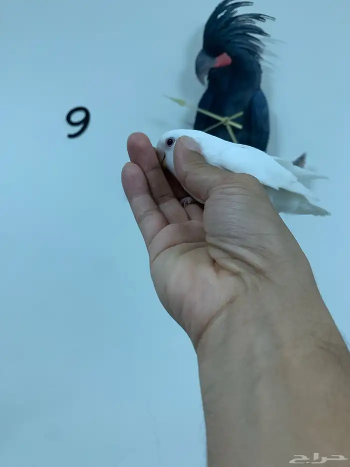 روز البينو عيون حمر اعمار متفاوته وهدد 1