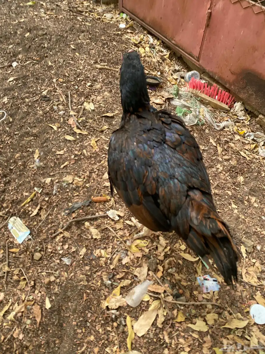 دجاج سندي 1
