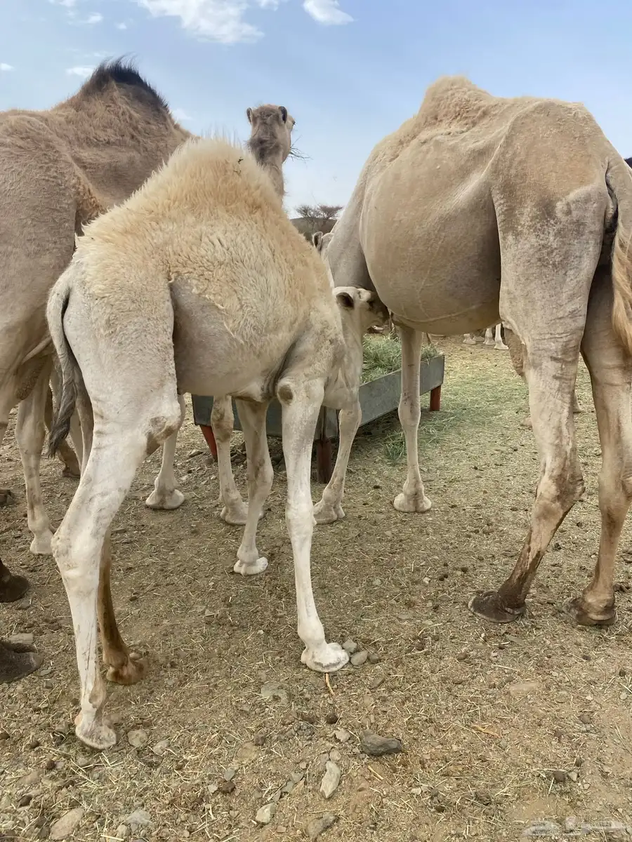 قعدان 3