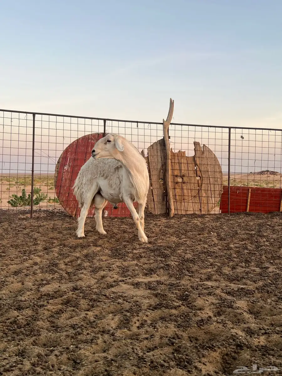 خروف صنف للبيع 0