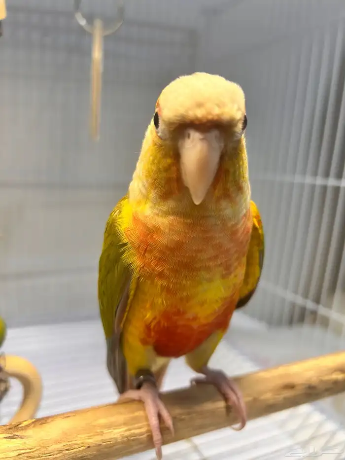 فرخ كنيور اناناس رد فاكتور هدد داخلي ((تم البيع )) 8