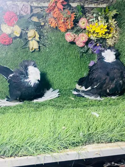 للبيع طبه بخاره اسود بولهد 4