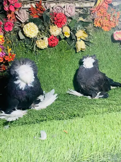 للبيع طبه بخاره اسود بولهد 0