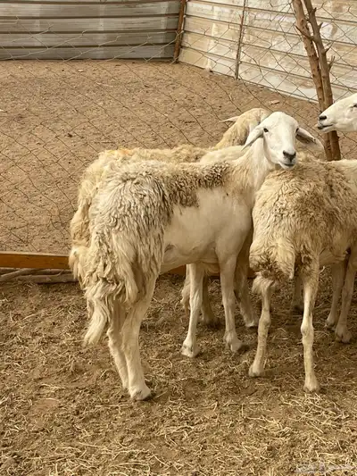 تم البيع 5