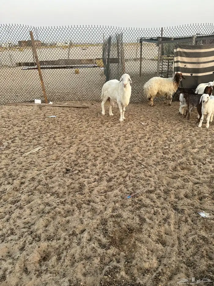 فحل حري مشروط 1