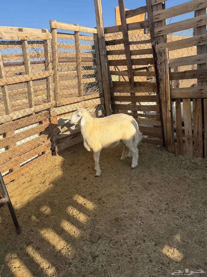 طليان حري ذبايح للبيع مع خدمة والتوصيل وتغليب 0