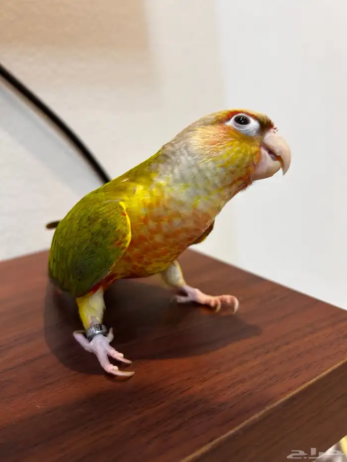 فرخ كنيور اناناس رد فاكتور هدد داخلي ((تم البيع )) 1