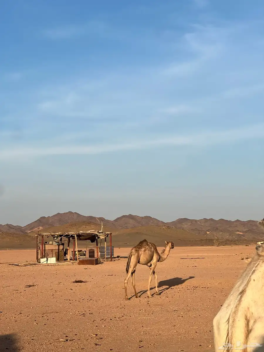 عقود حق 0