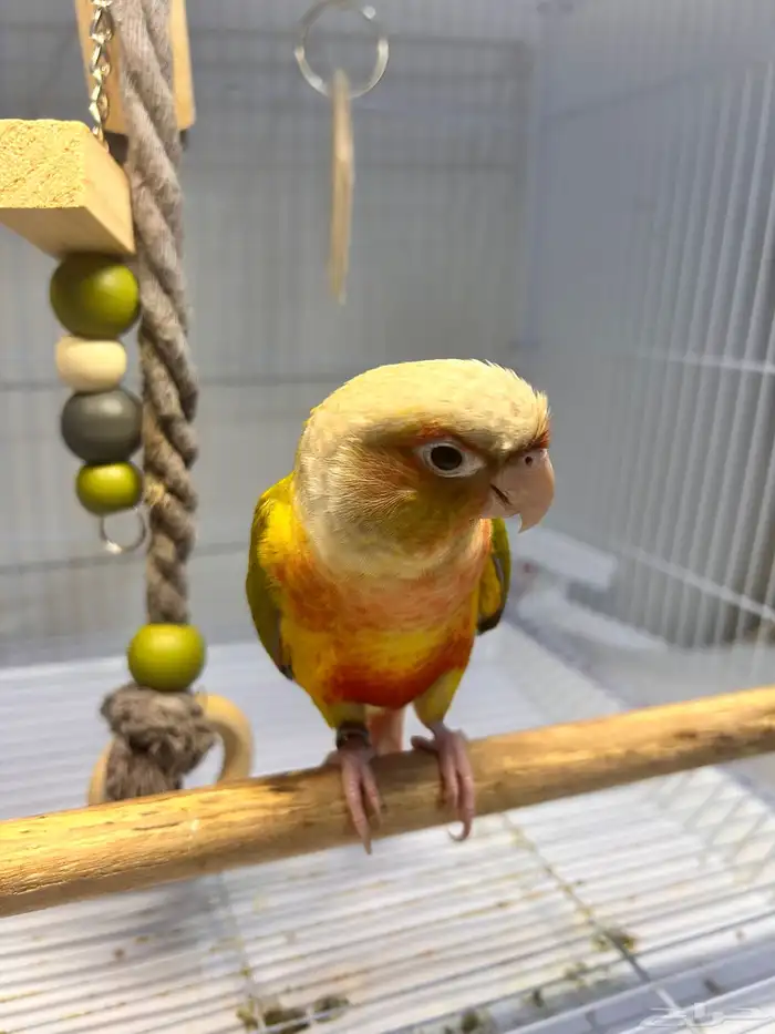 فرخ كنيور اناناس رد فاكتور هدد داخلي ((تم البيع )) 7