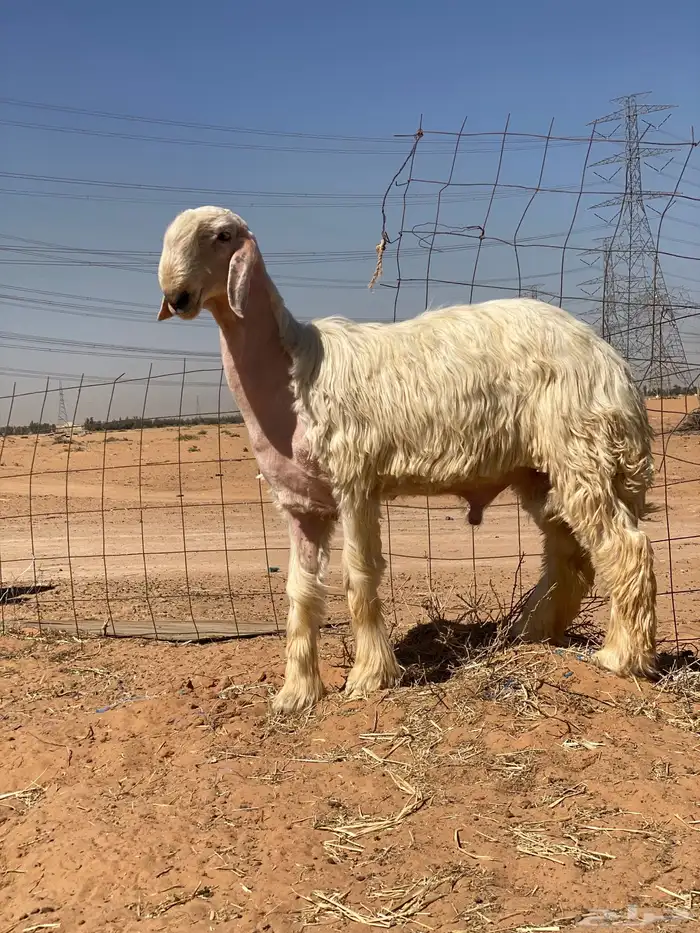 مشروع فحل عيسي معرف 0