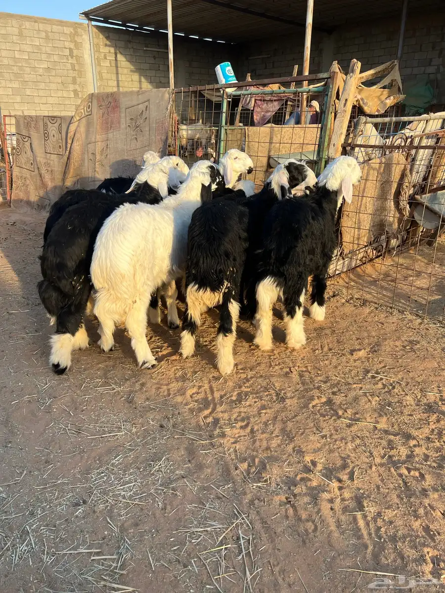 طليان نجد 2