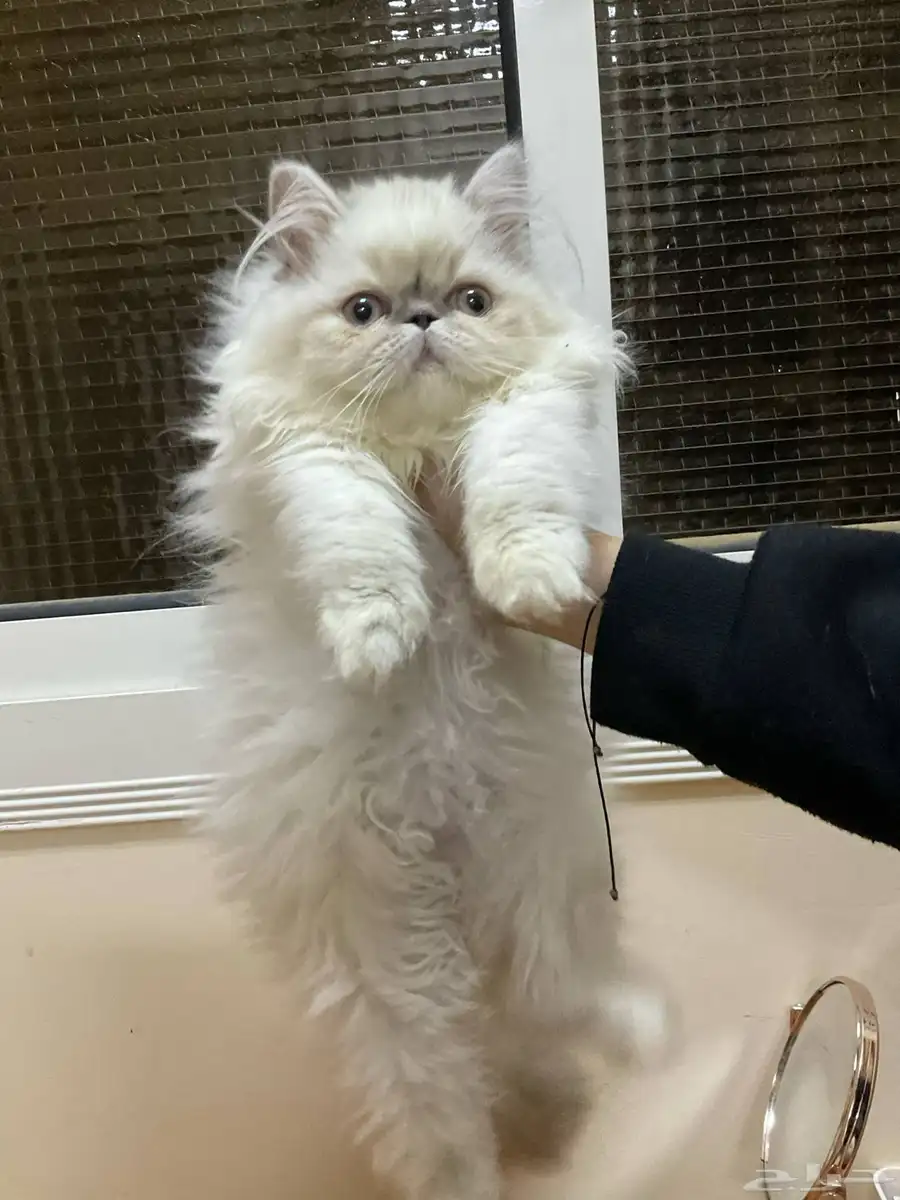 قطط بيكي فيس للبيع 2