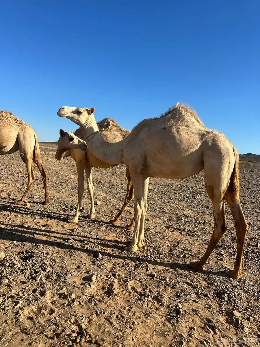 بكره 0