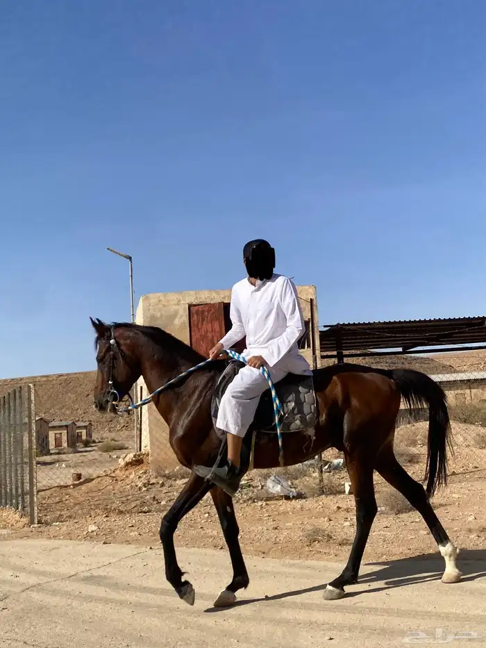 حصان شعبي 7