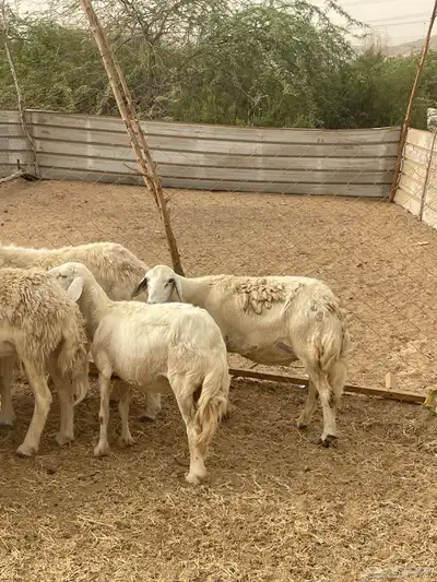تم البيع 8