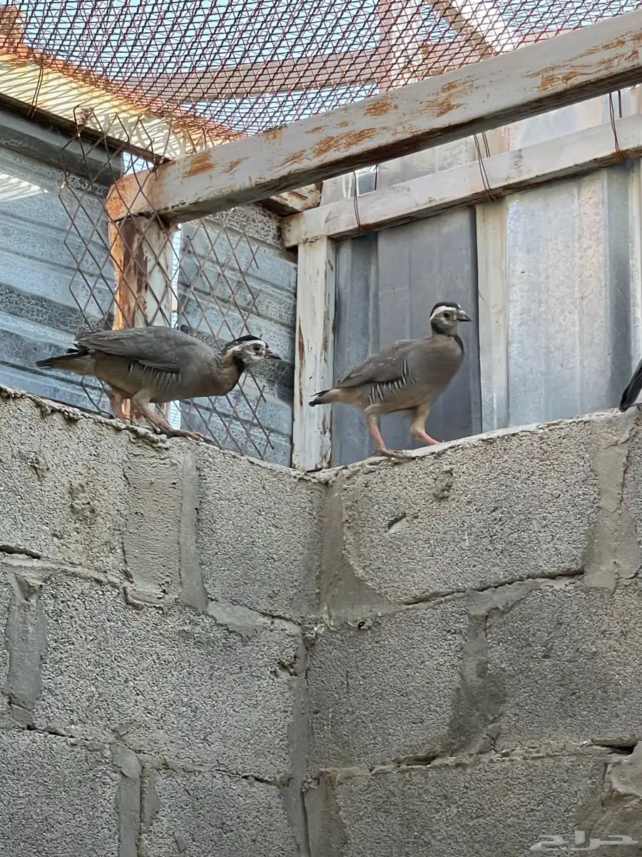 قهد حجل 6