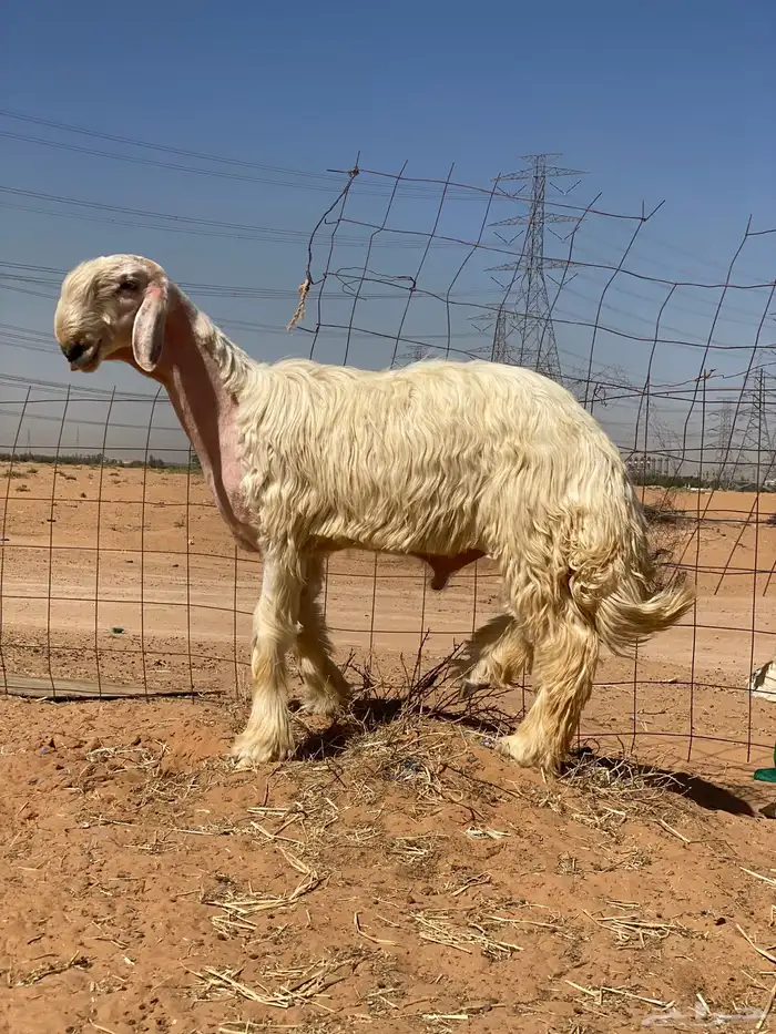 مشروع فحل عيسي معرف 1