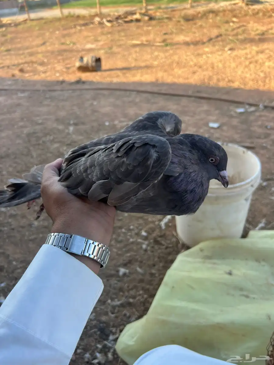 مالطي 0