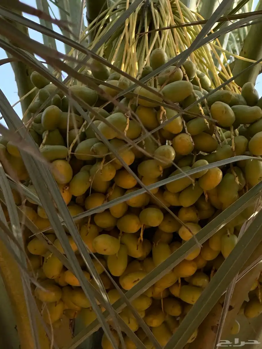 للبيع ثمار نخيل تمر صقعي وخلاص تمير 3