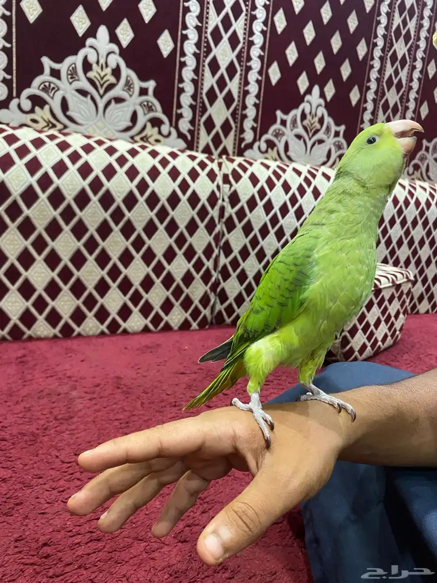 دره 1