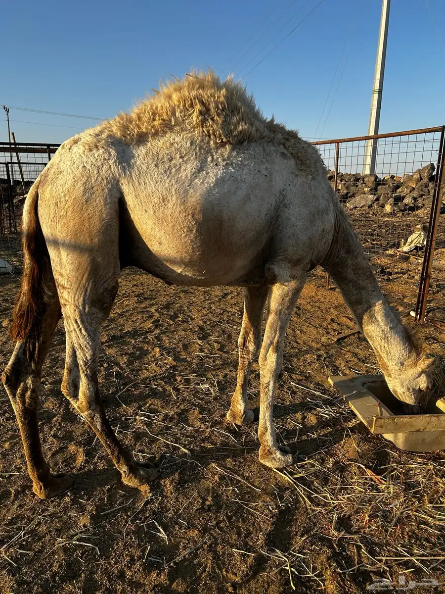 قعود سمين 1