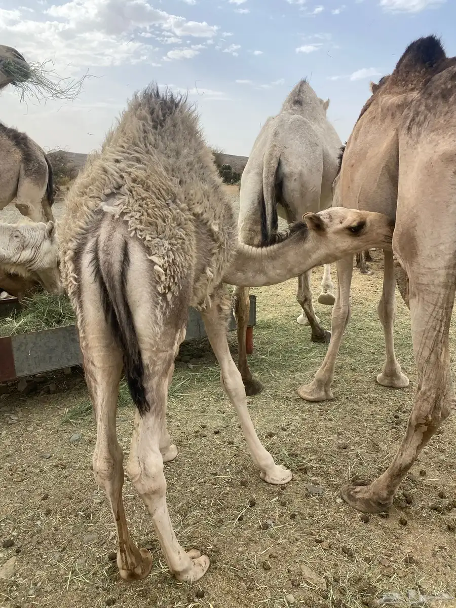 قعدان 2