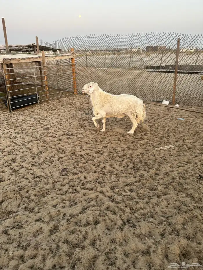 فحل حري مشروط 0