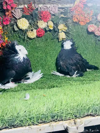 للبيع طبه بخاره اسود بولهد 6
